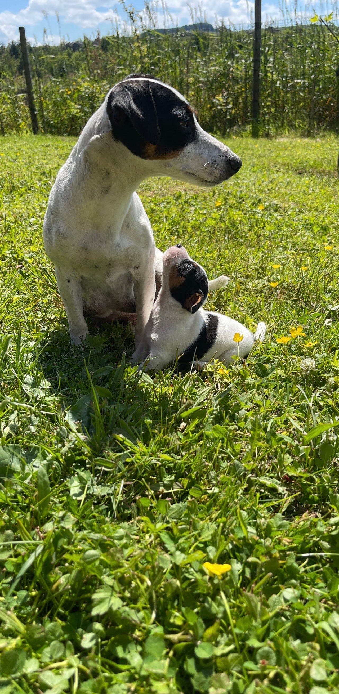 Jack Russell Terrier-valper søker gode hjem ❤️