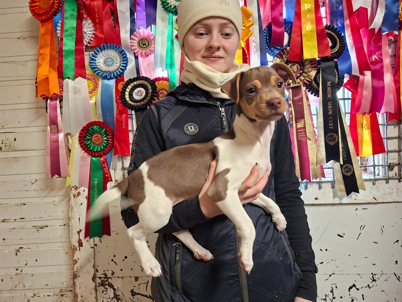 Terrier brasileirovalper❤️