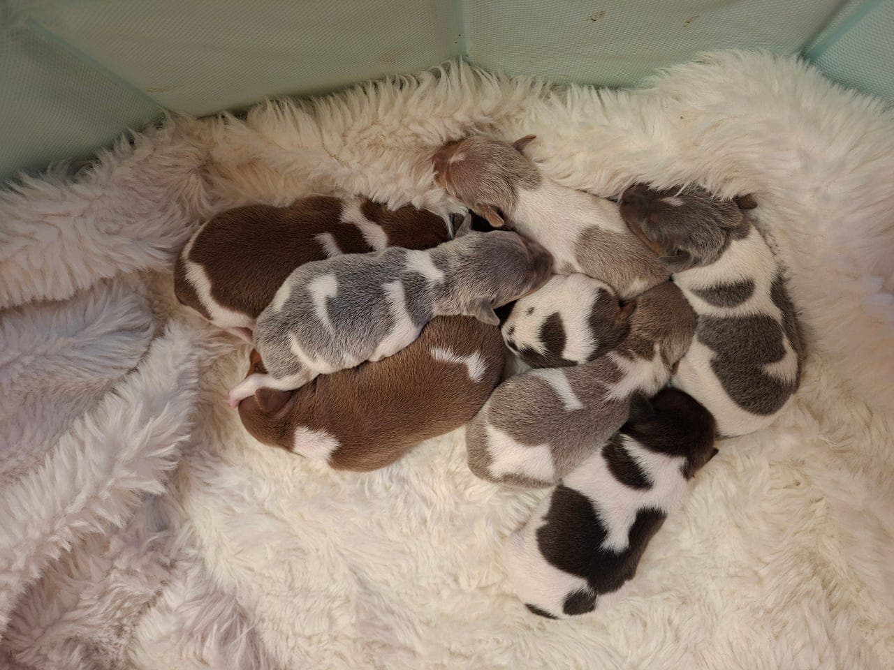 Terrier brasileirovalper❤️