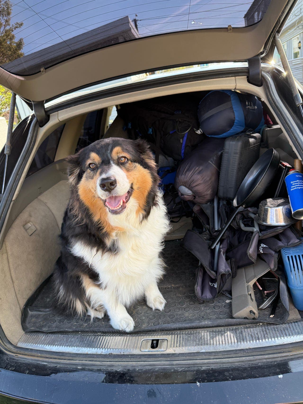 Nydelig renraset Australian Shepherd tispe søker nytt, varig hjem