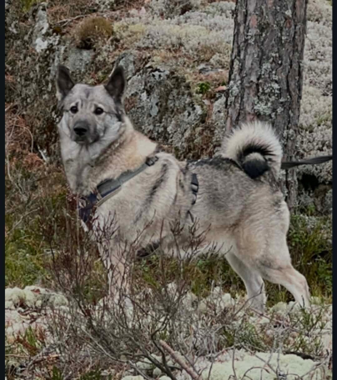 Flotte elghundvalper, med spennende foreldrekombinasjon