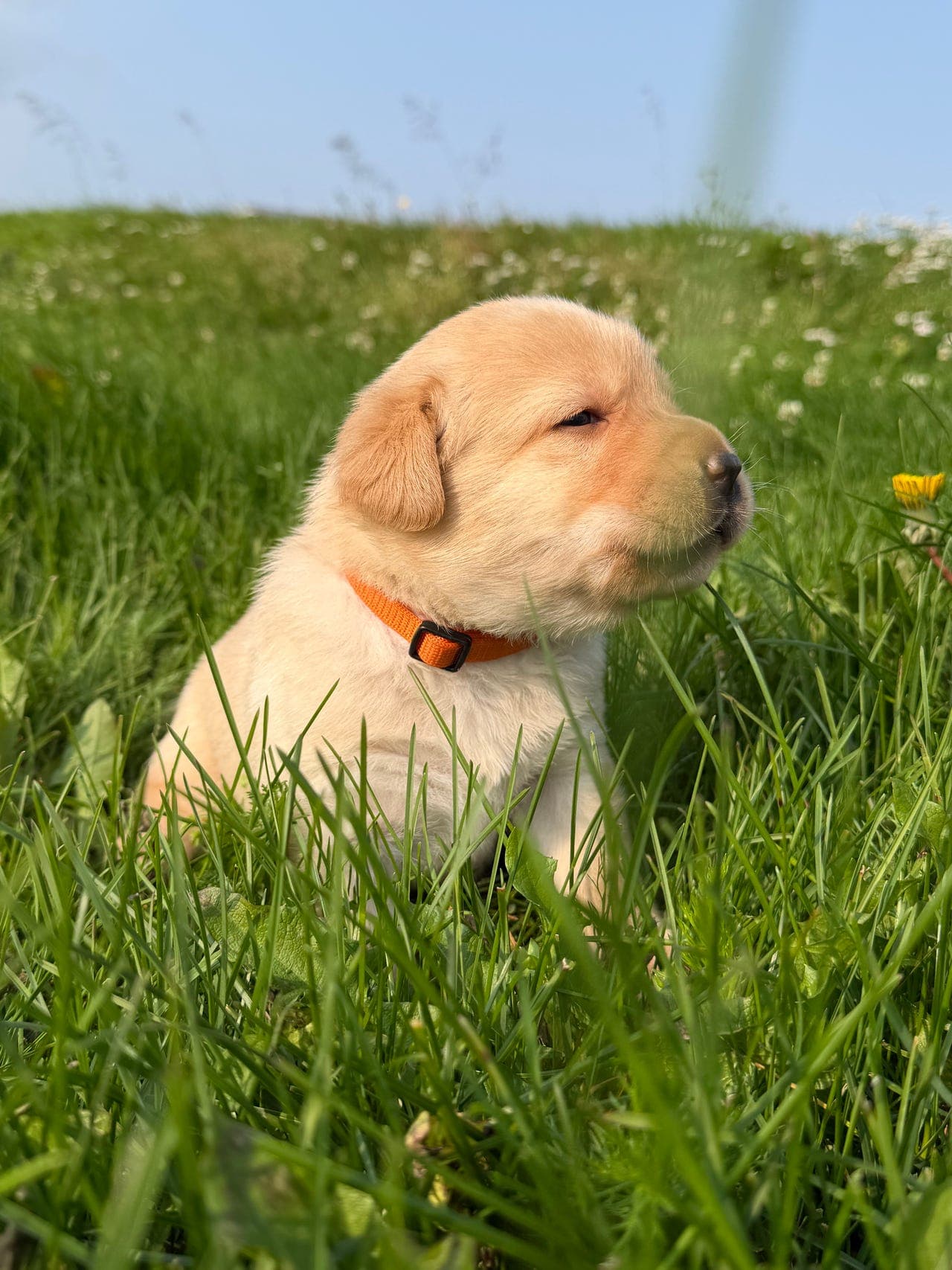 Labrador valper til salgs en hann hund ledig