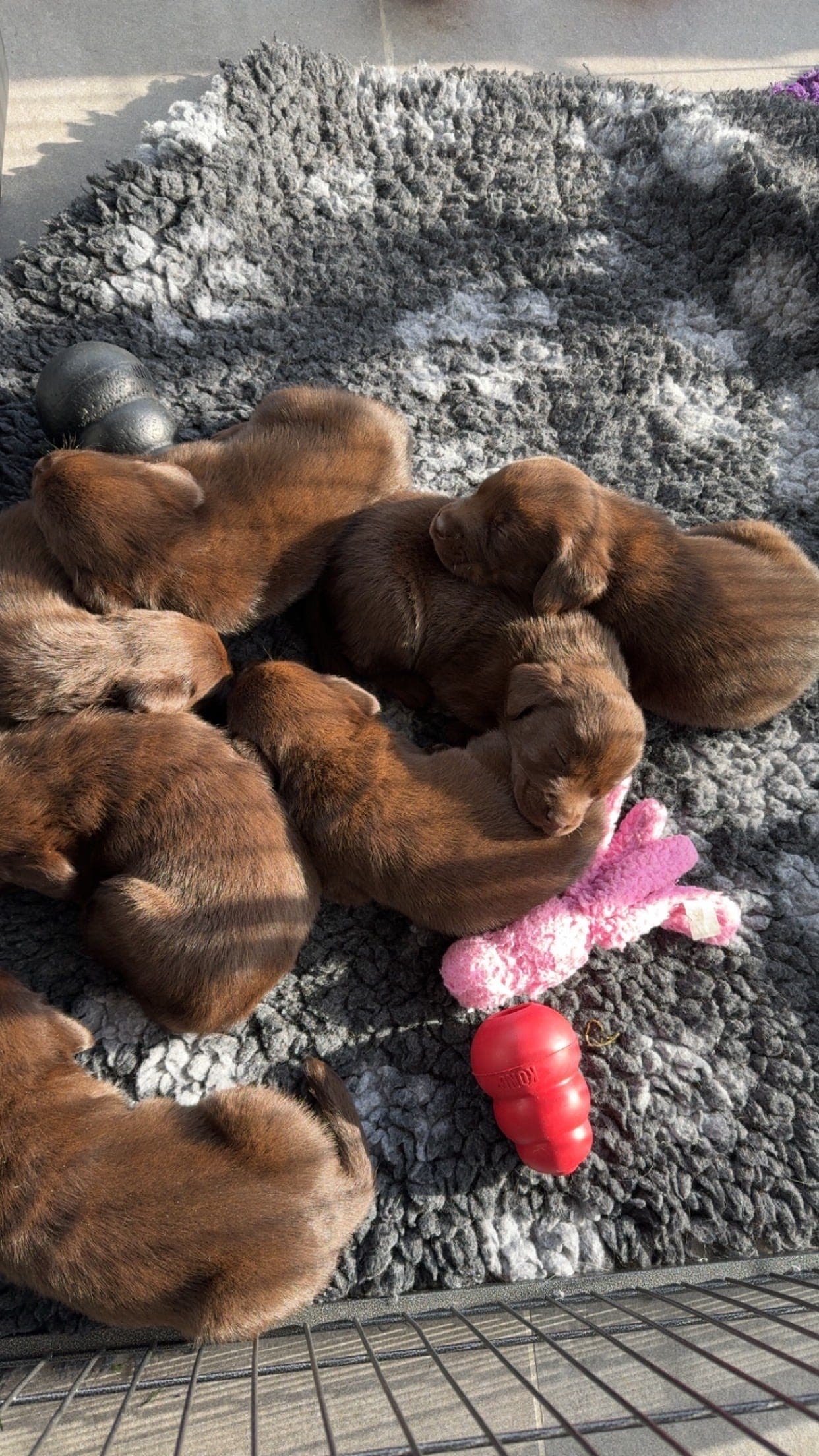 Labrador tispe valp!