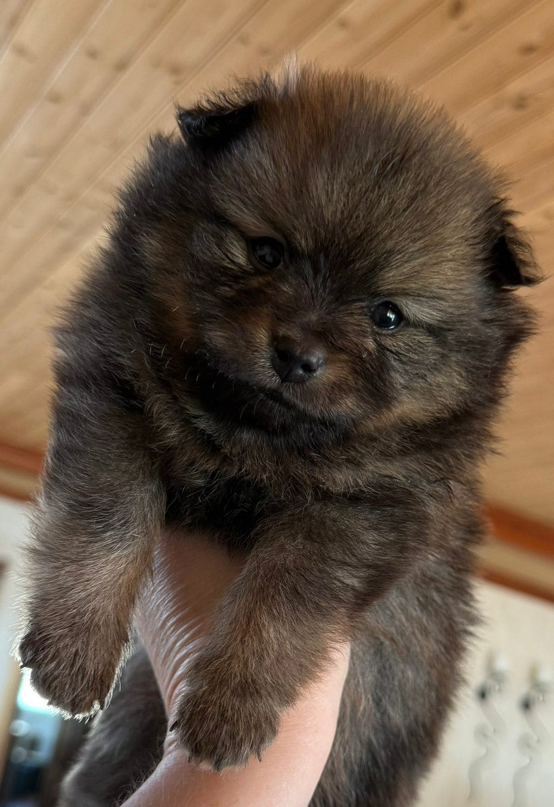 🩷Renrased pomeranian tispe🩷NKK🐾