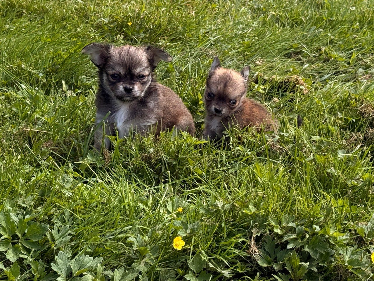 Sjarmerende  LH Chihuahua hann reg i NKK