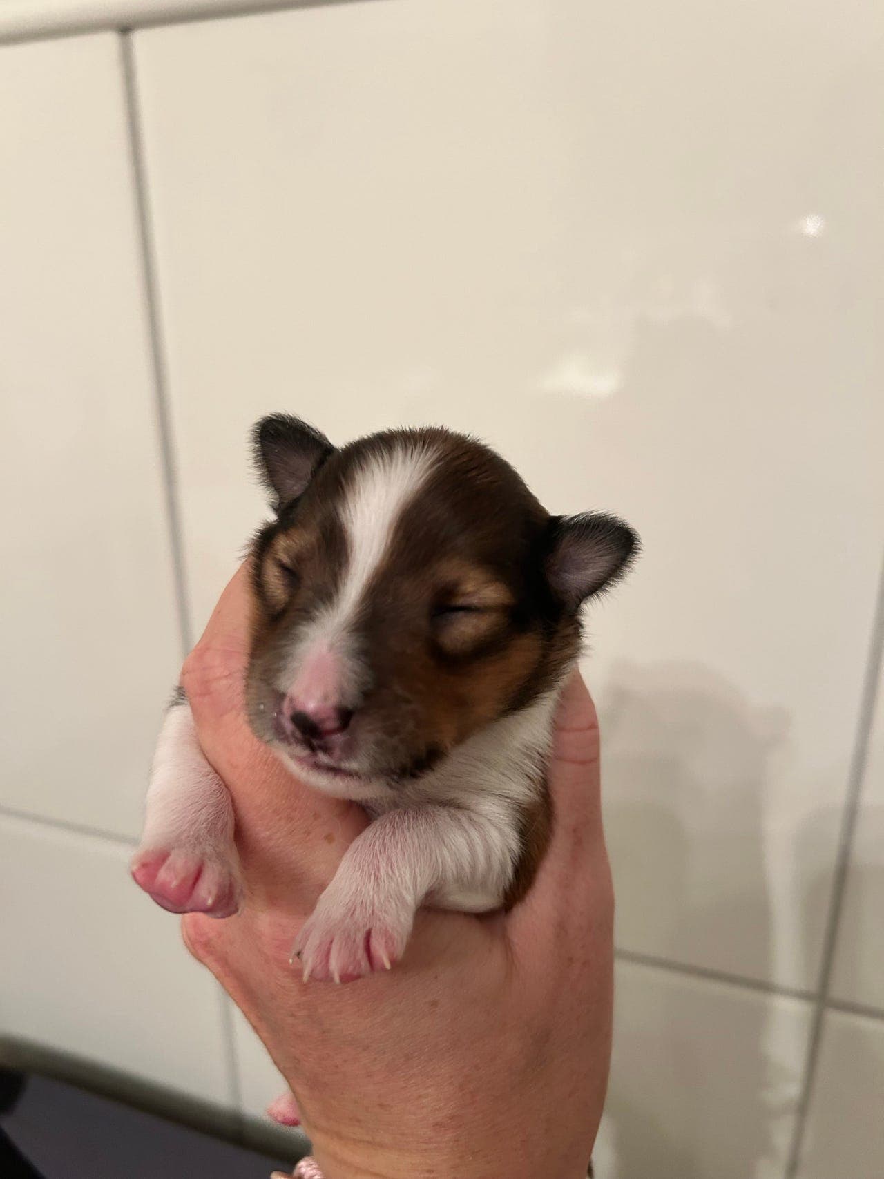 Shetland sheepdog valp