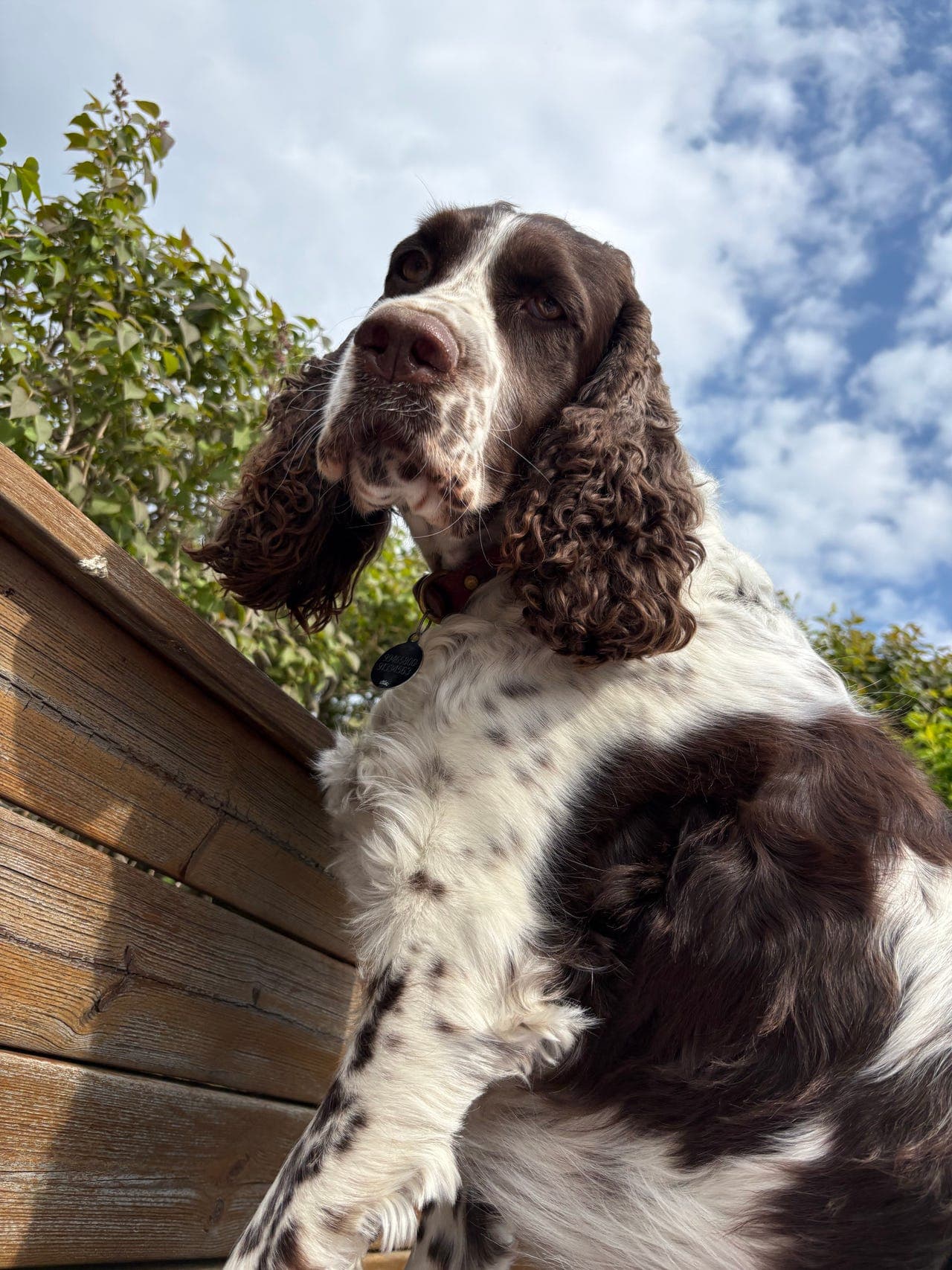 Omsorgsfullt avlastningshjem søkes til verdens fineste engelske springer spaniel