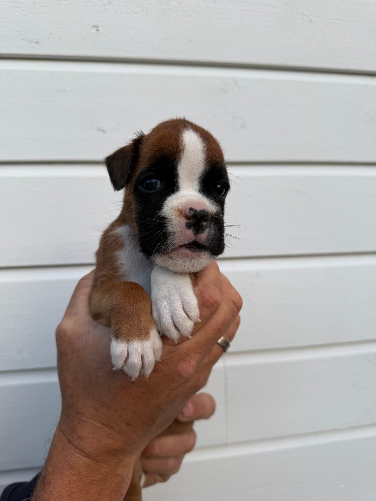 Boxer valper 🐶🐾