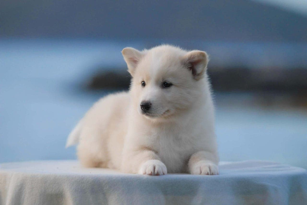 Yakutian Laika valp søker hjem
