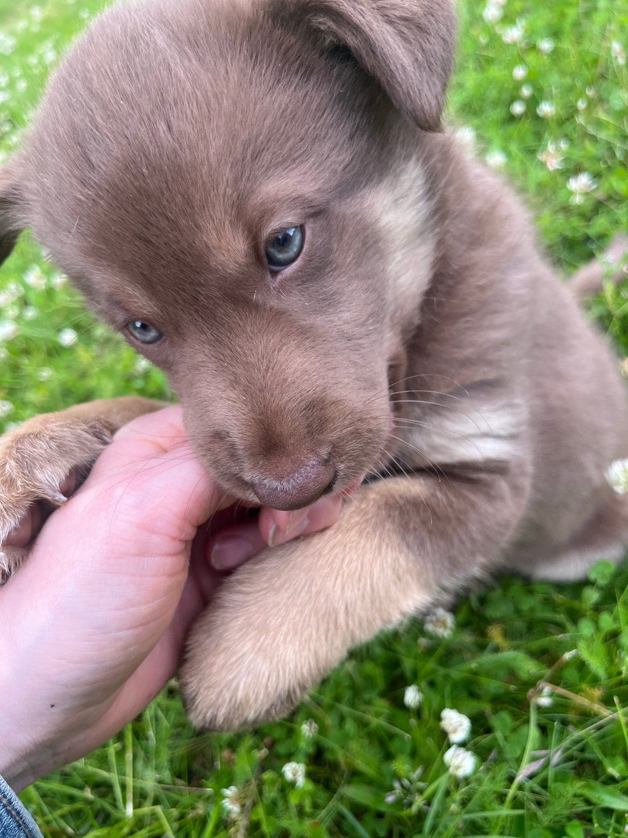 Lapsk vallhund