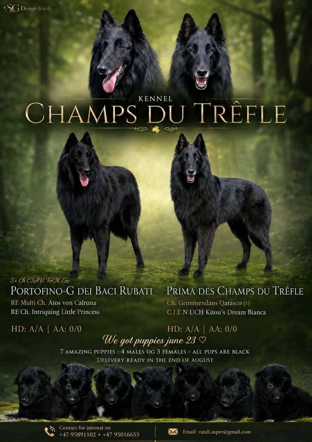 Groenendael valper til salgs