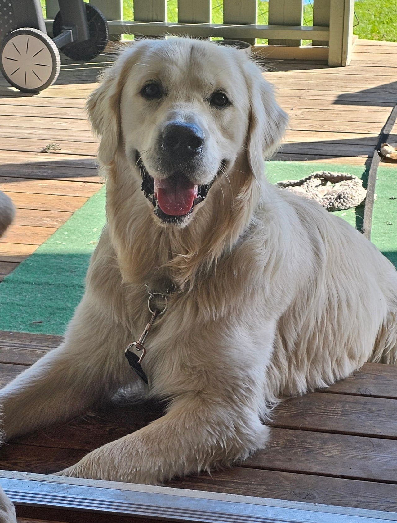 Stor flott Golden Retriever gutt