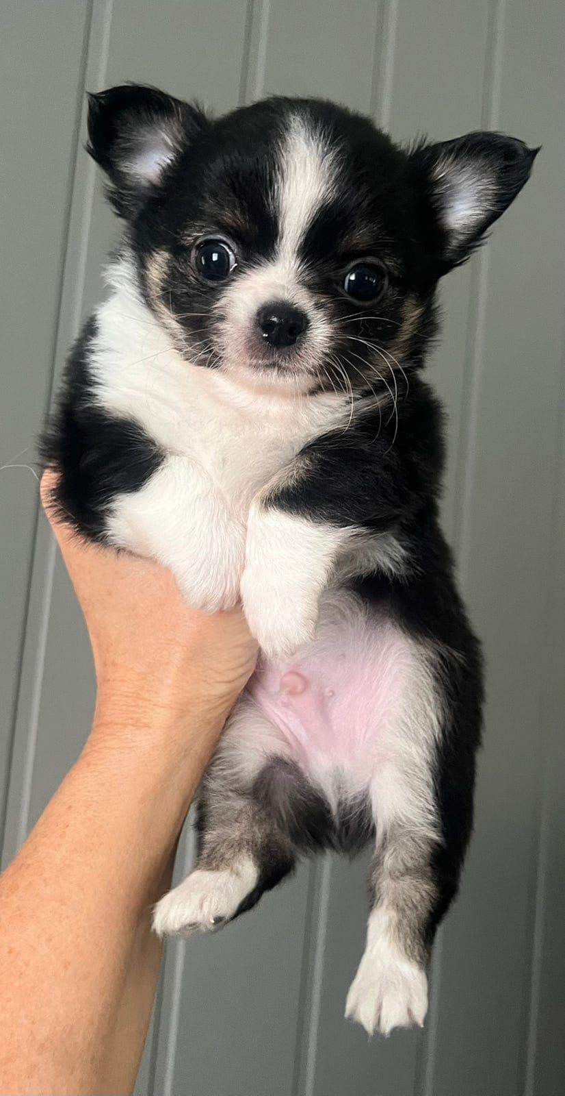 Nydelig Chihuahua Langhår valp