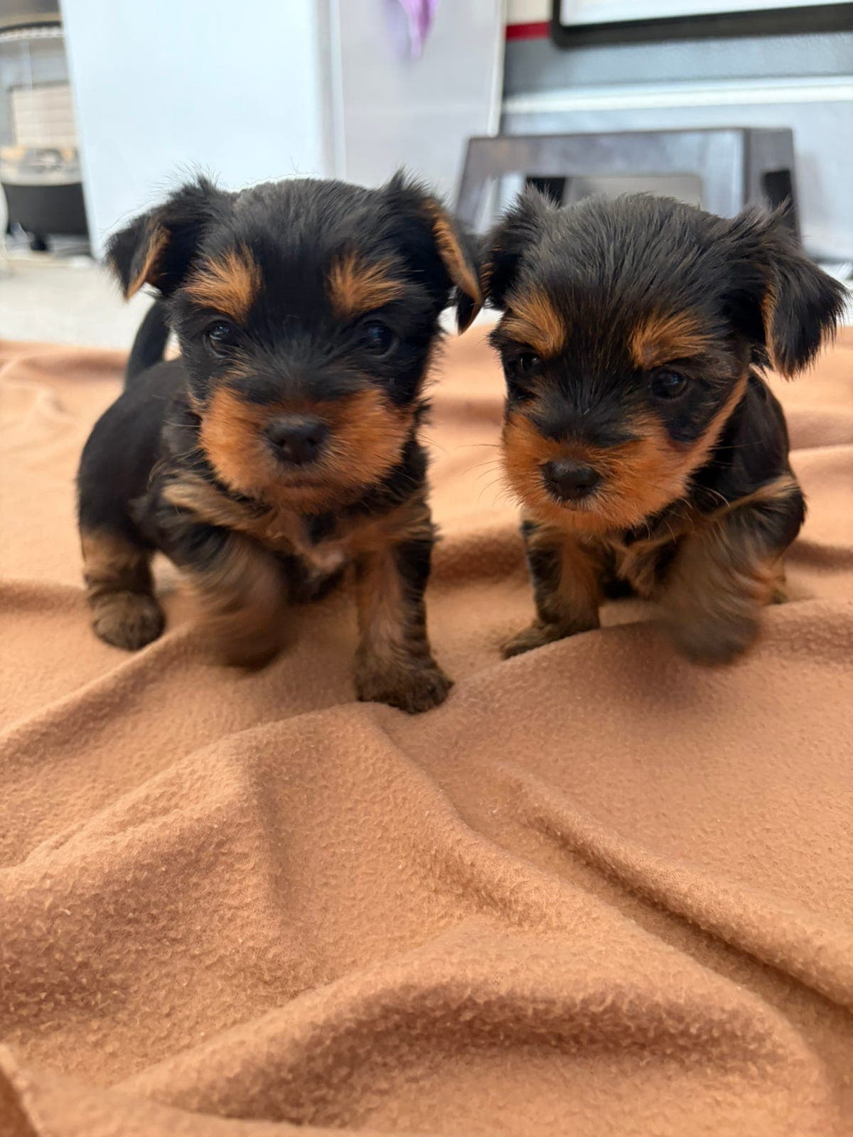 Yorkshire Terrier valper til salgs!