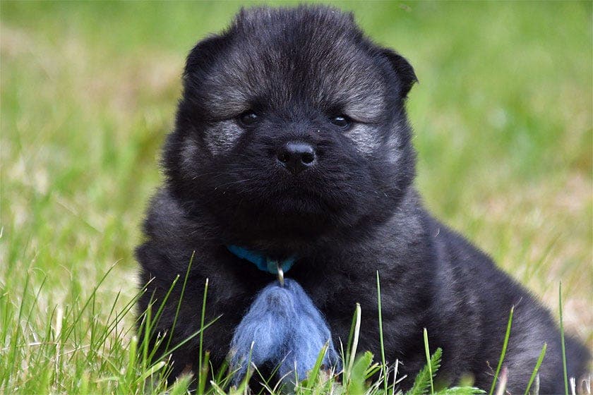 Eurasier - valper fra Kennel Fjellflokken