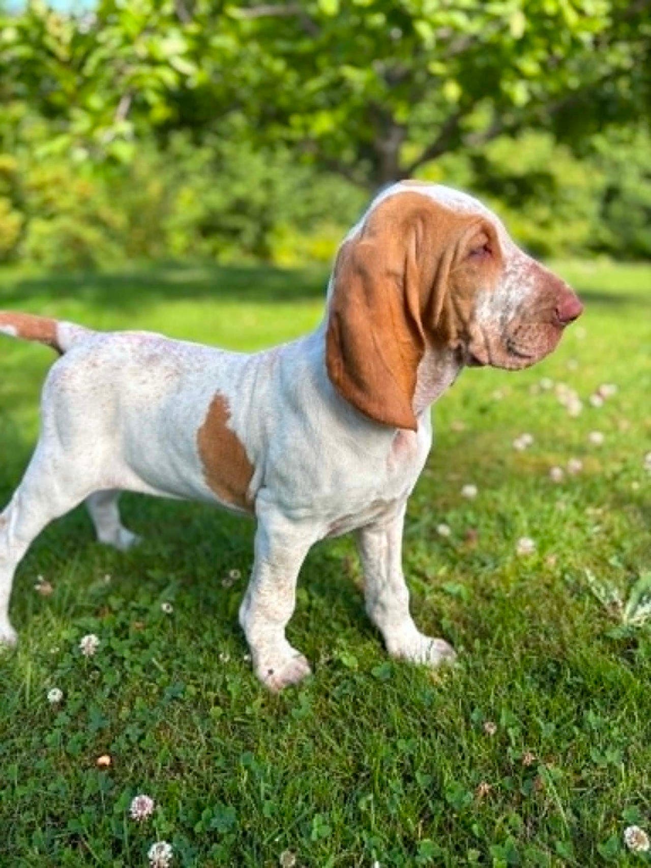 BRACCO ITALIANO TISPE