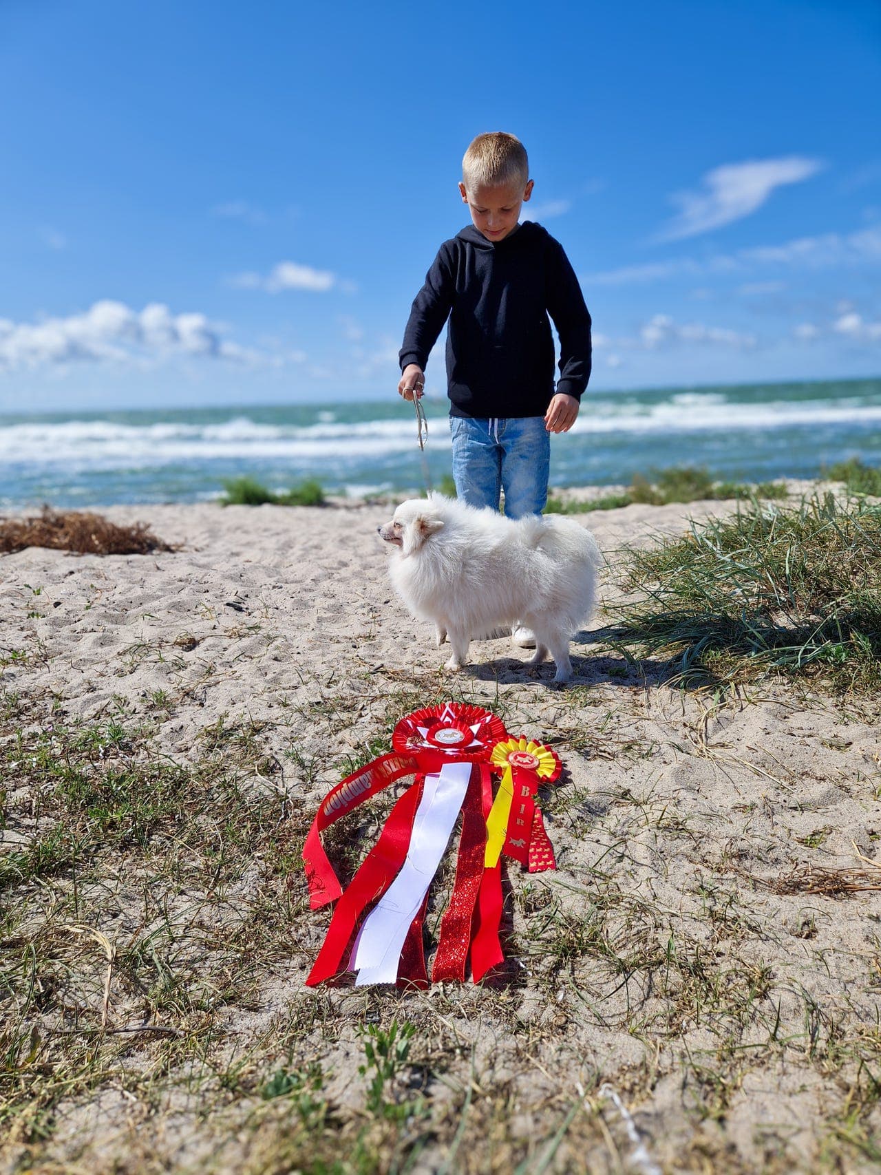 2 års hannhund