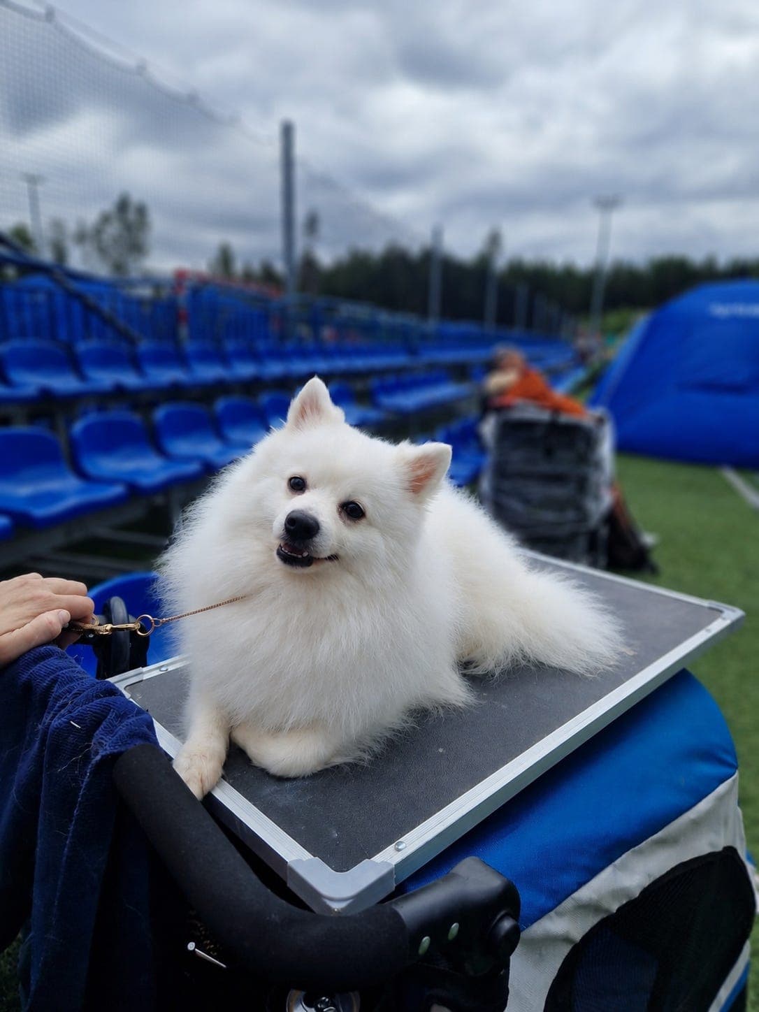 Miniatyrhund
