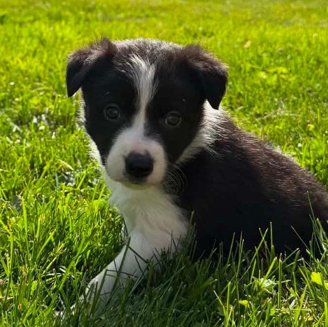 Border Collie valper