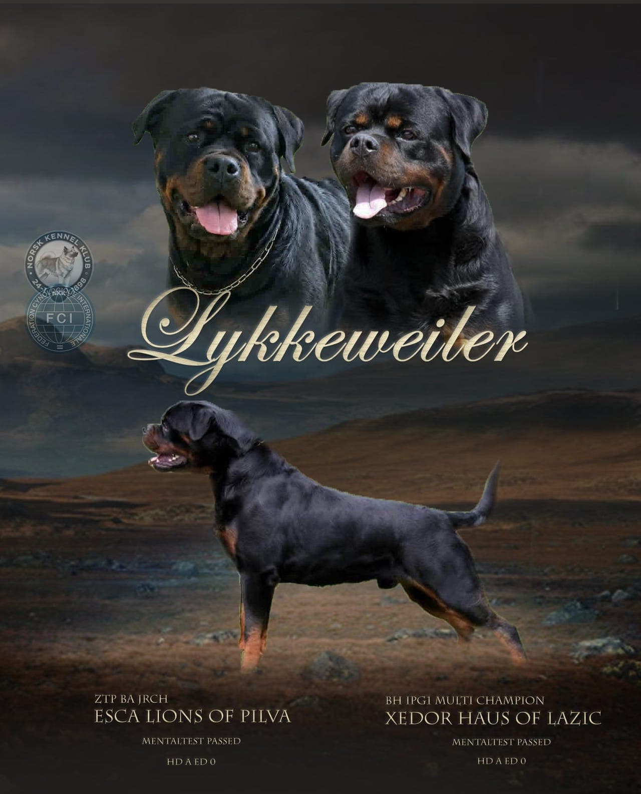 Flotte, kraftige rottweiler valper ventes!