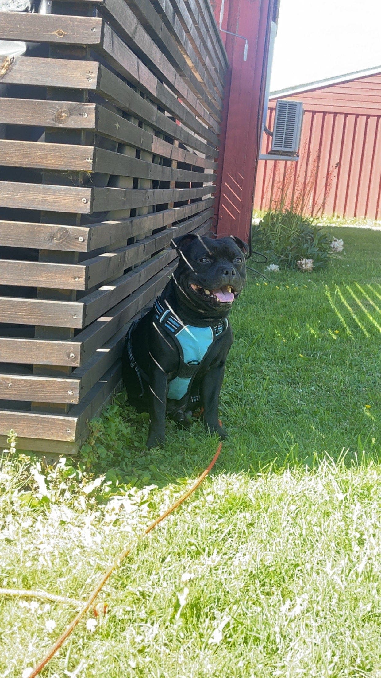 Staffordshirer bull terrier vurderes omplassert