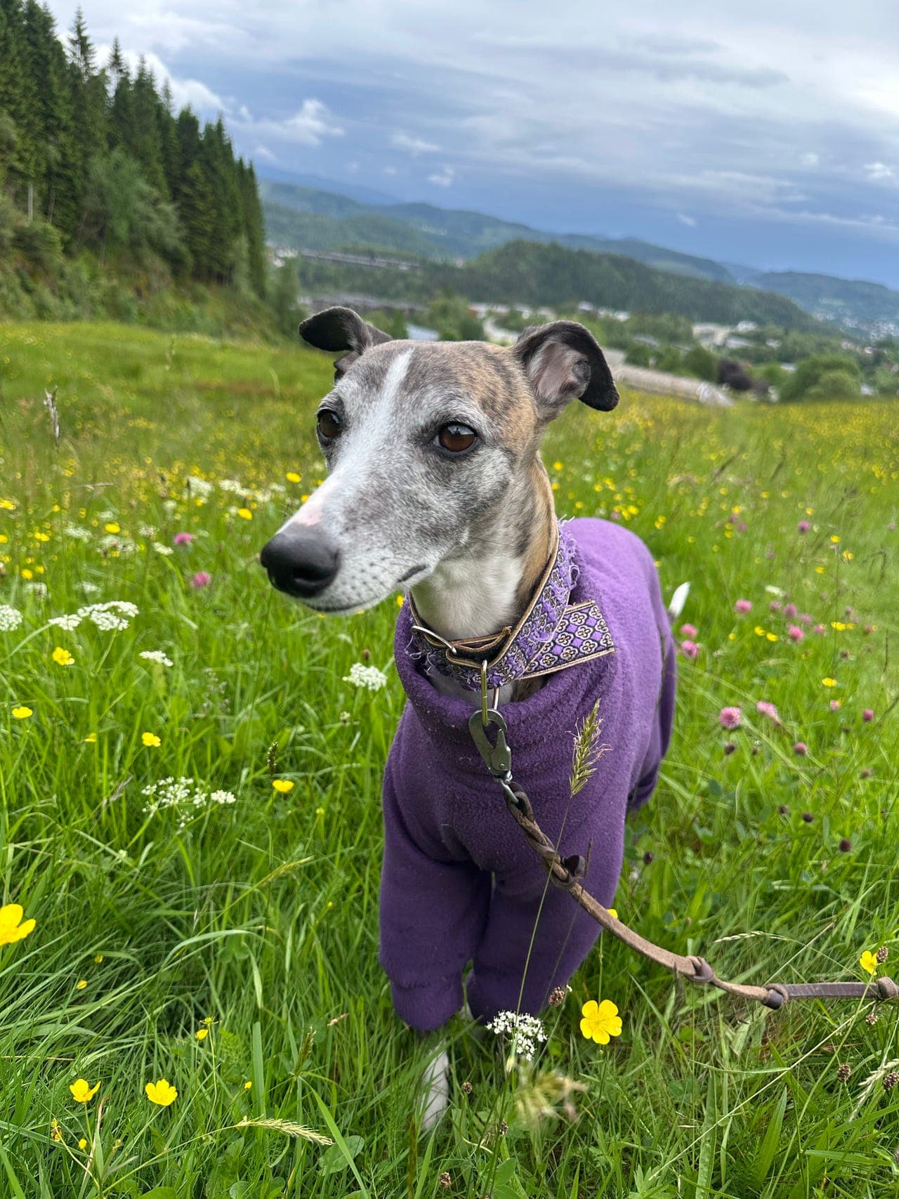 Kjærlig hjem søkes til fantastiske whippet Yuna
