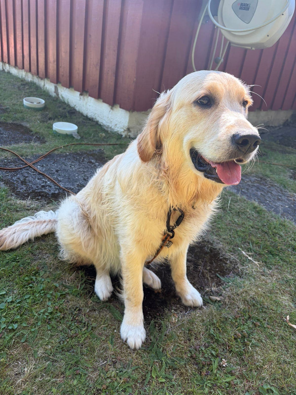 Golden retriever omplasseres