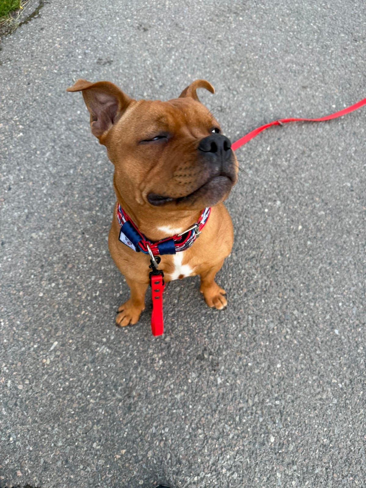 Staffordshire bull terrier