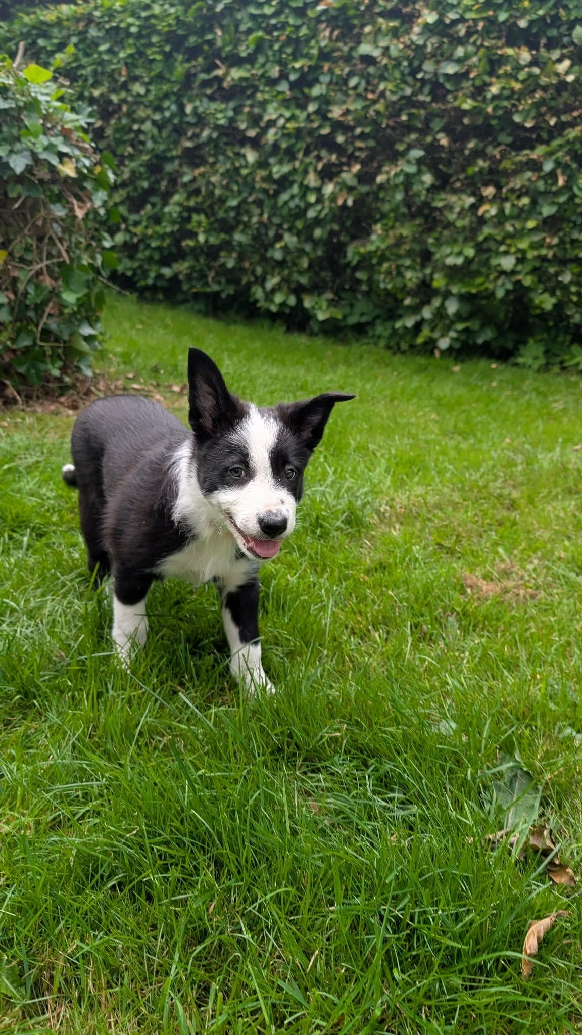 Border collie tispe valp leveringklar