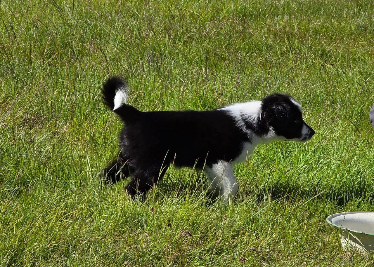 Border collie tispe valper