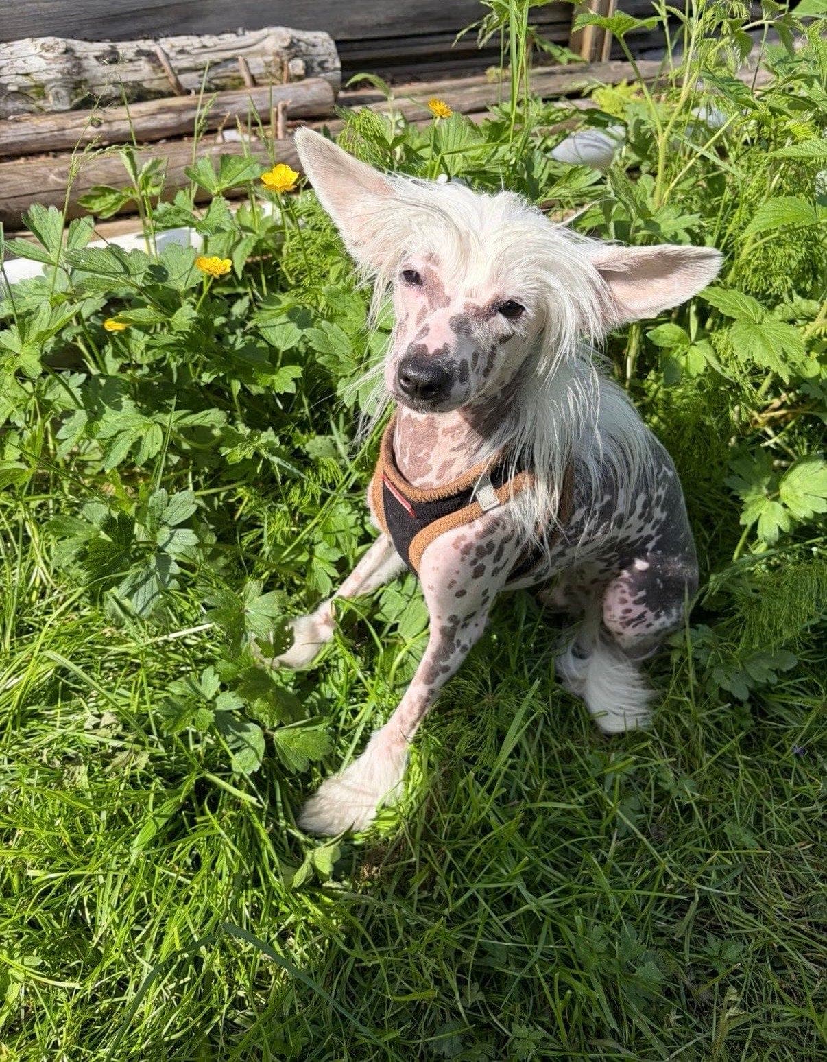 Chinese crested
