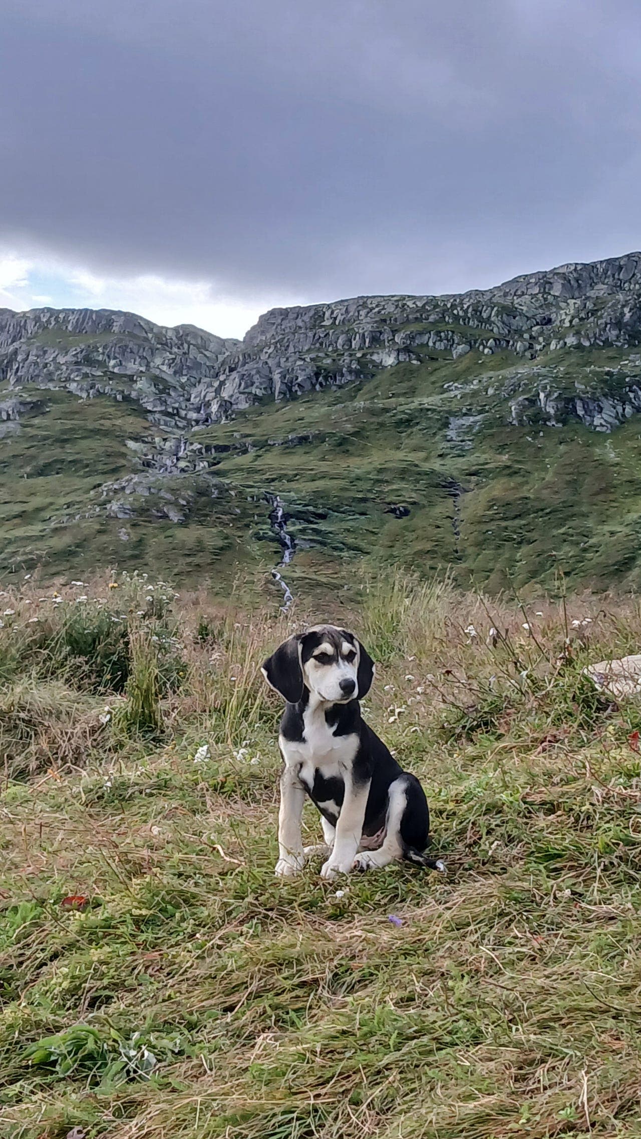 Dunkervalper