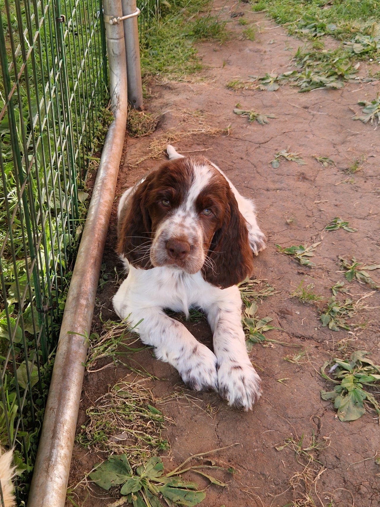 Engelsk springer spaniel. Leveringsklare.