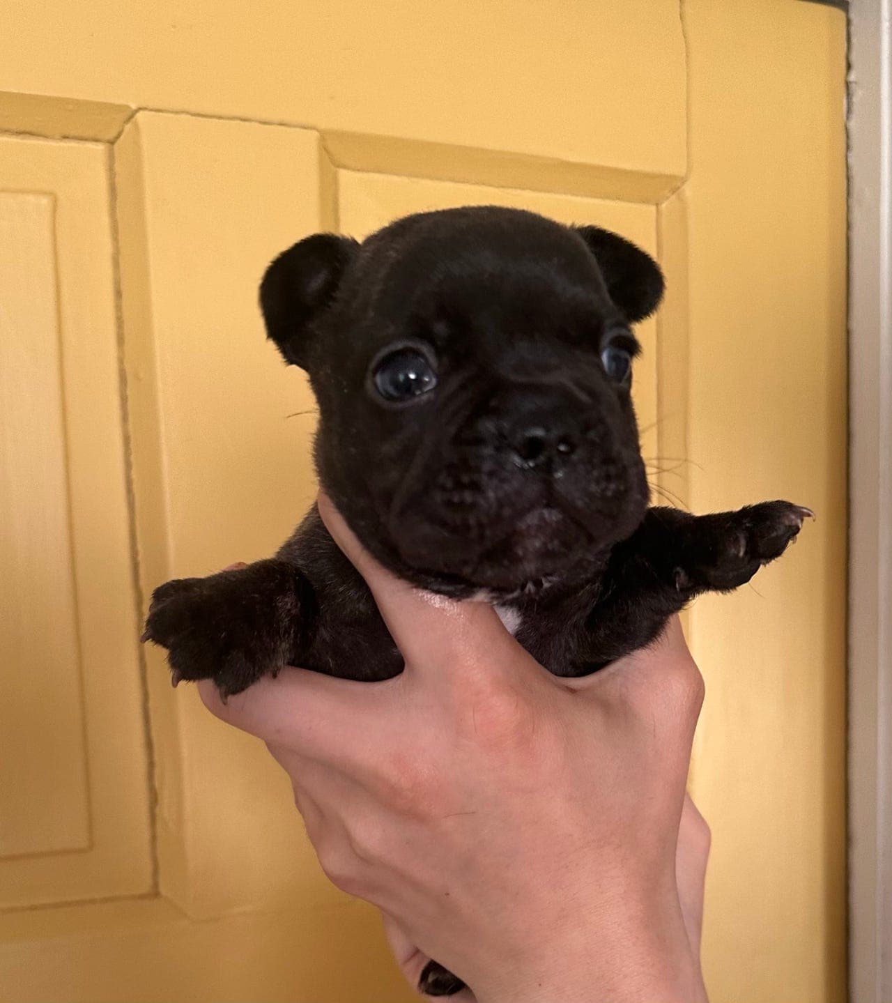 5 nydelige fransk bulldog valper