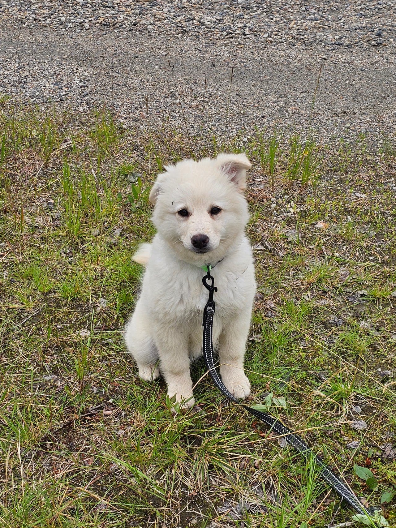 Finsk Lapphund