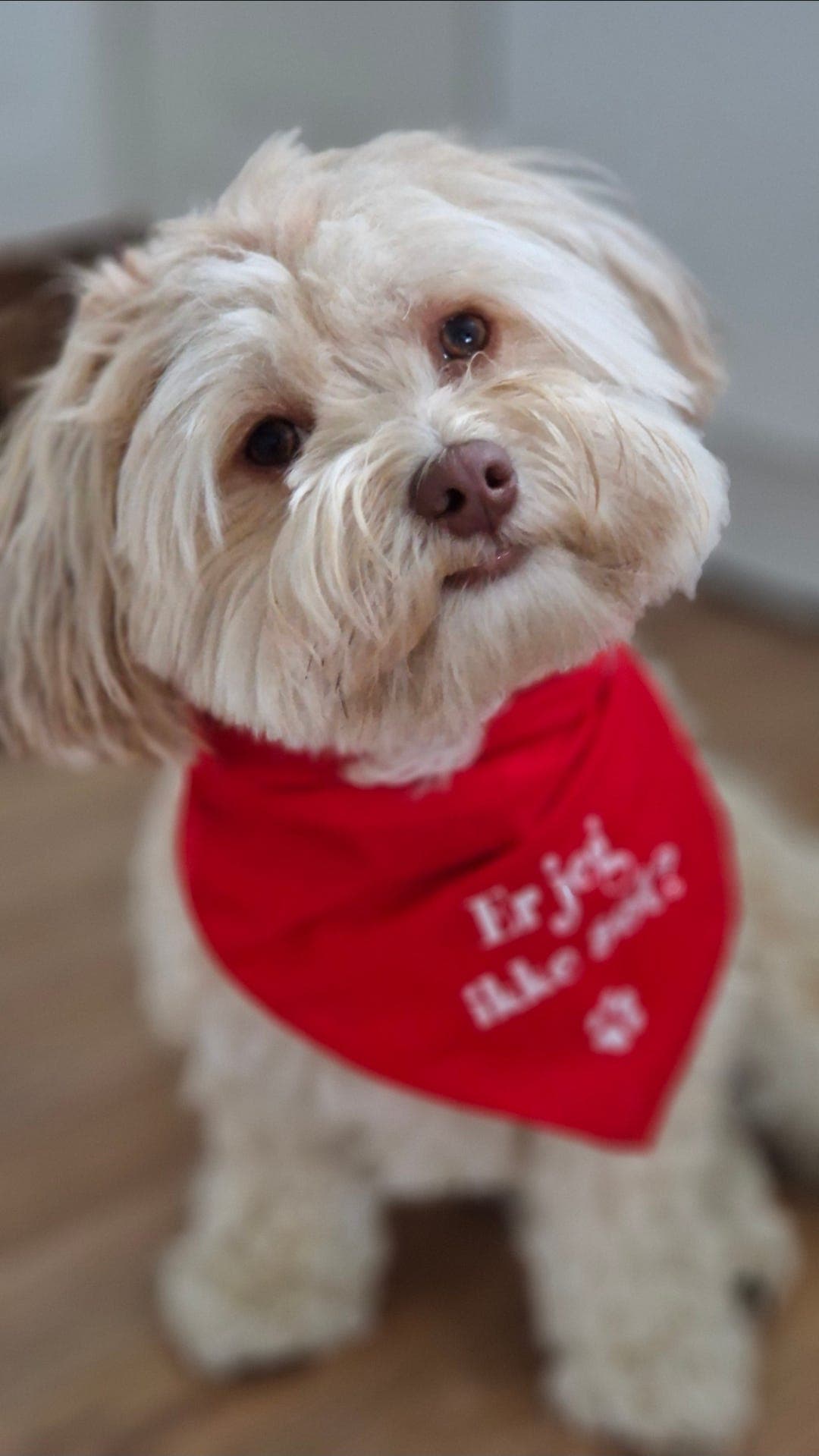 Bichon havanais med NKK stamtavle