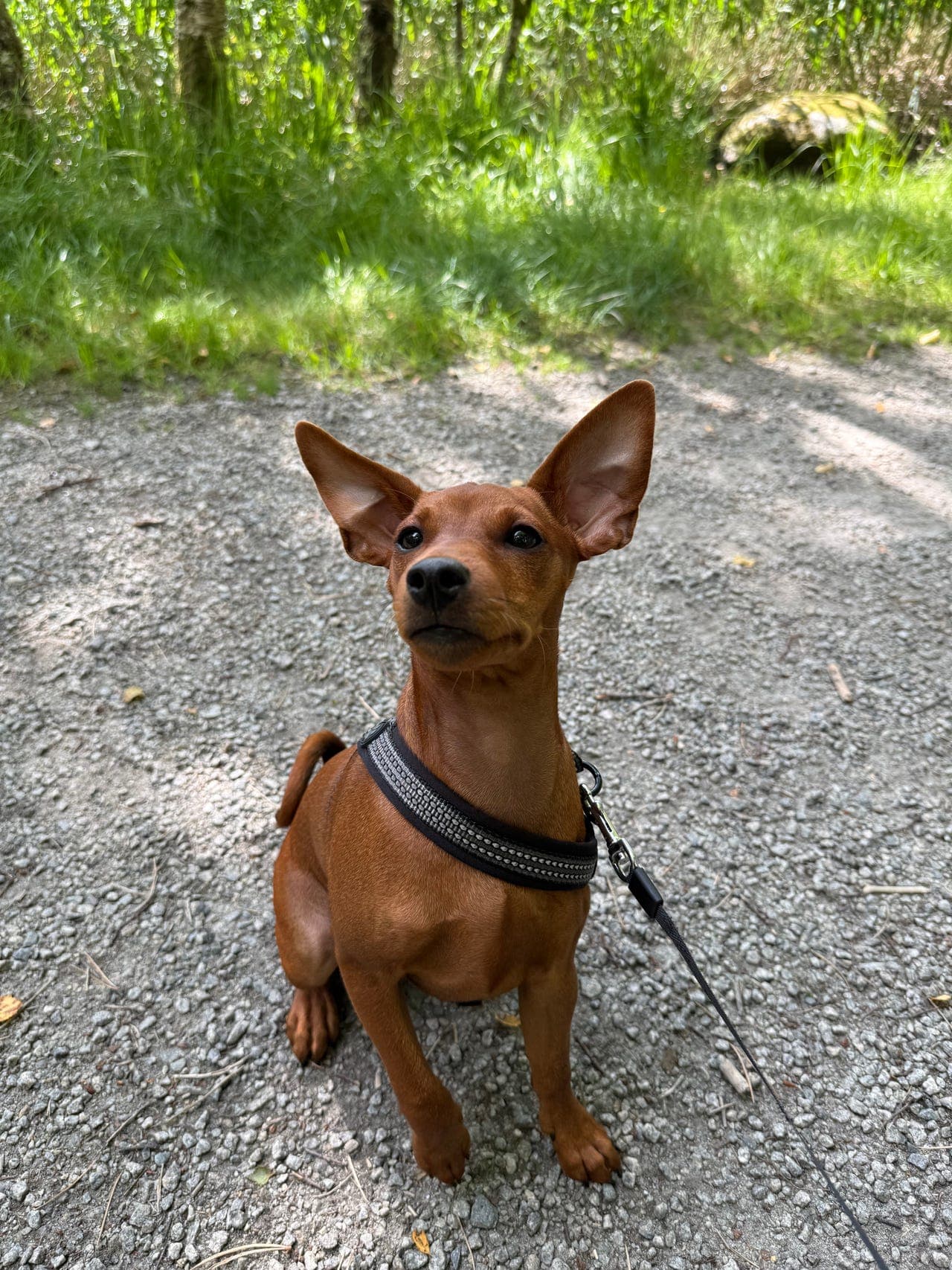 Beautiful Pinscher girl