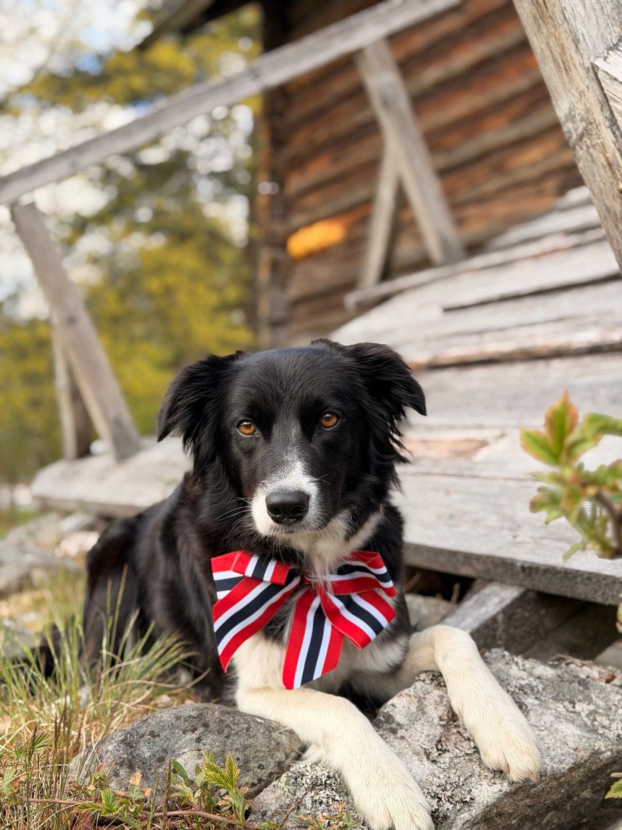 Rolig og snill Border Collie omplasseres!