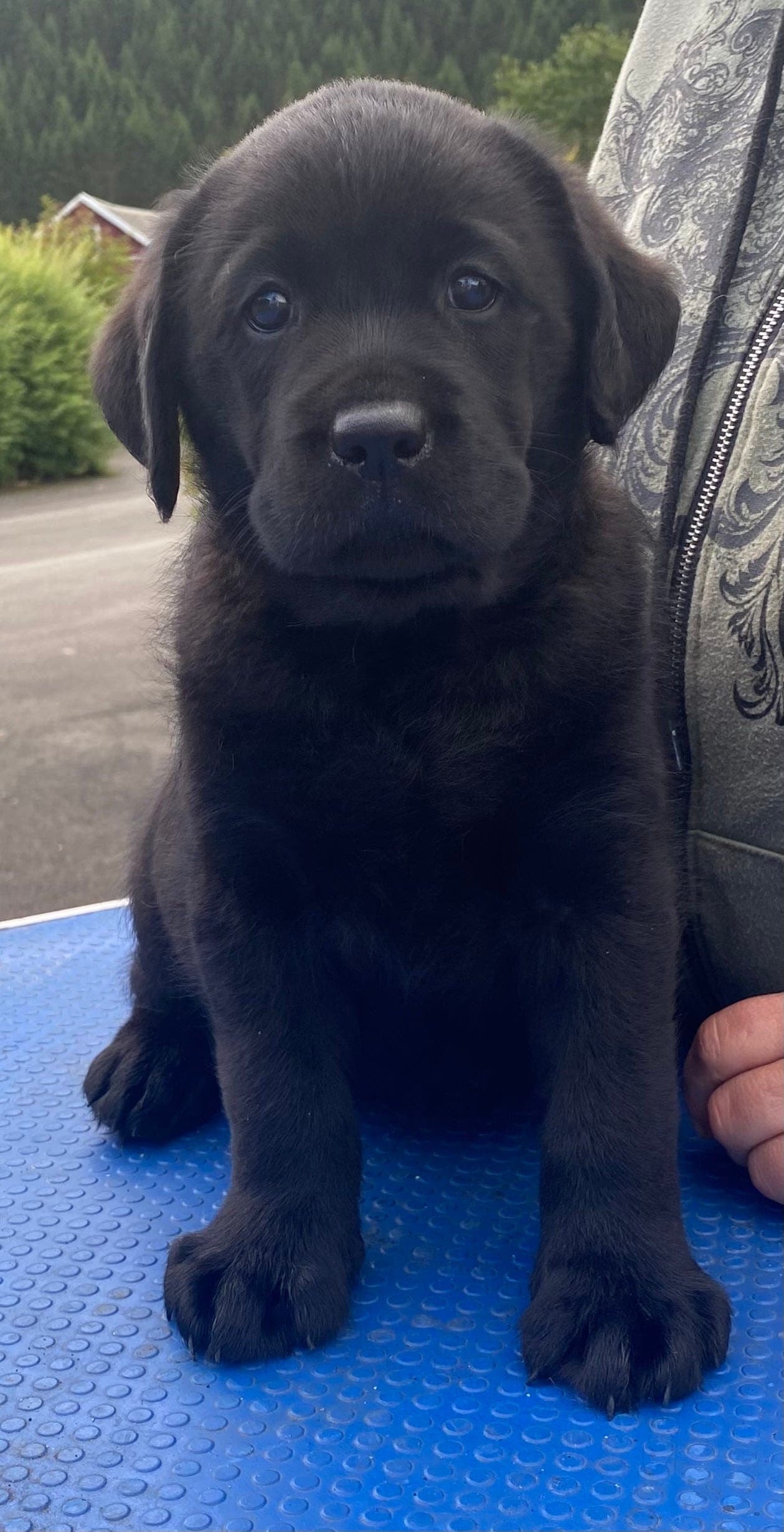 Labrador retriever valper , NKK reg. Leveringsklare