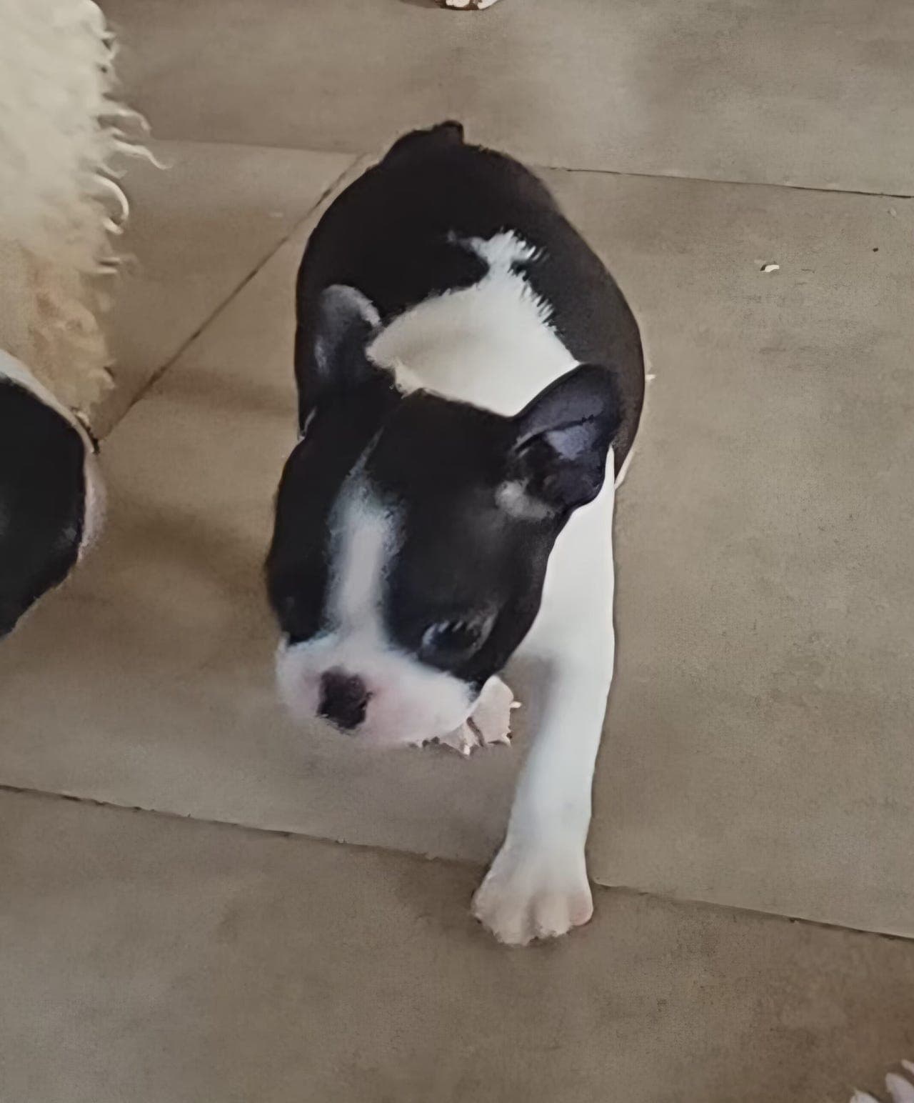 Boston terrier valper