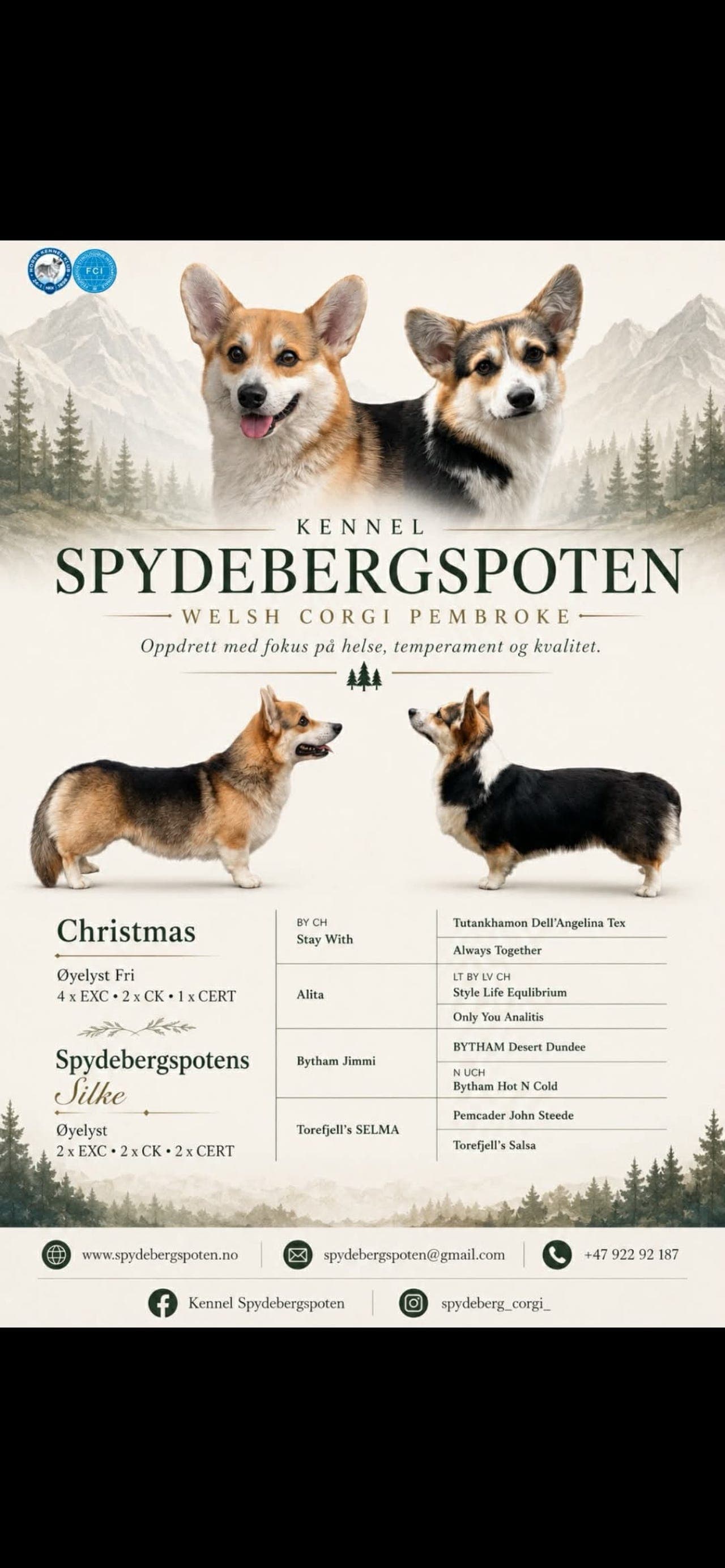 Welsh Corgi Pembroke-valper fra Kennel Spydebergspoten