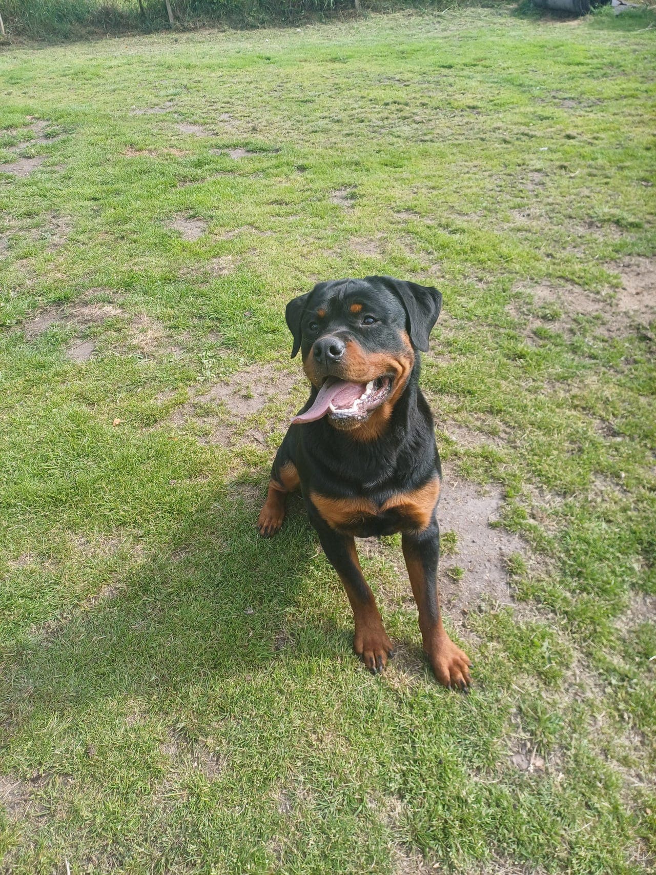 Rottweiler hannhund på 9mnd