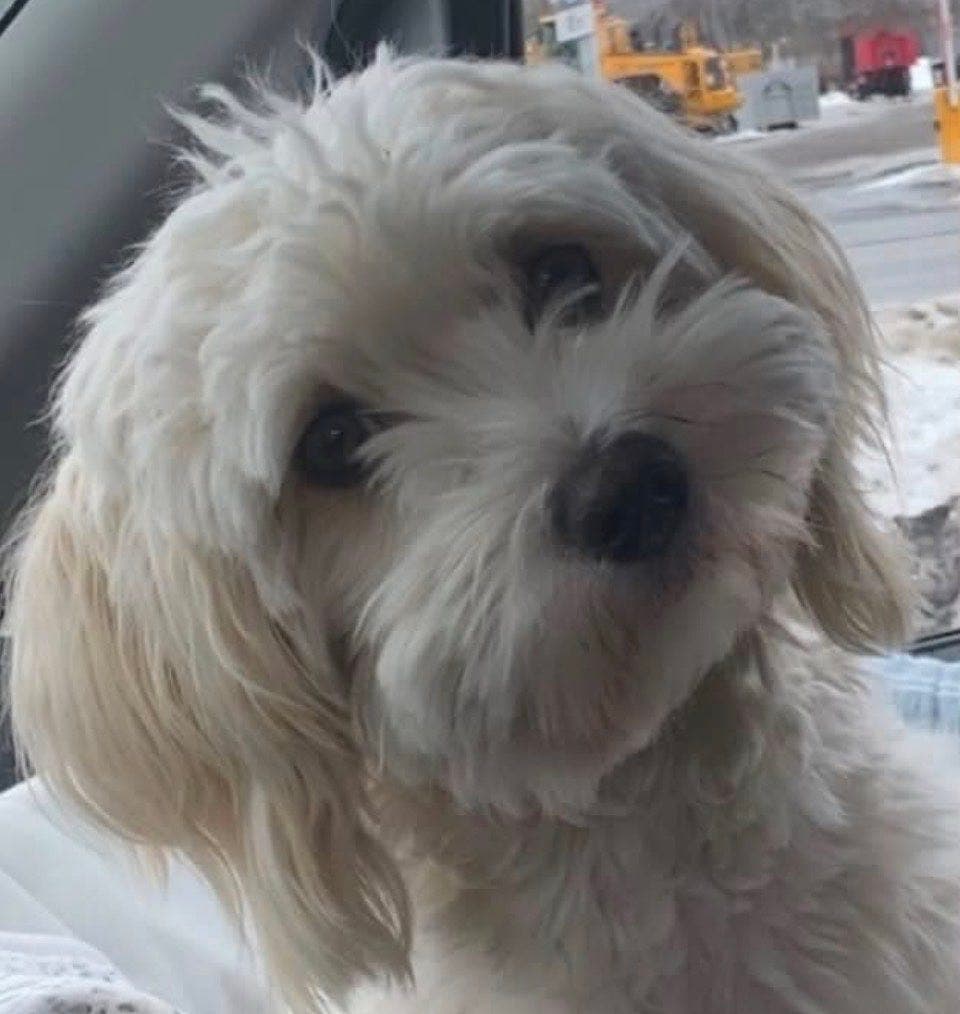Bichon Havanais