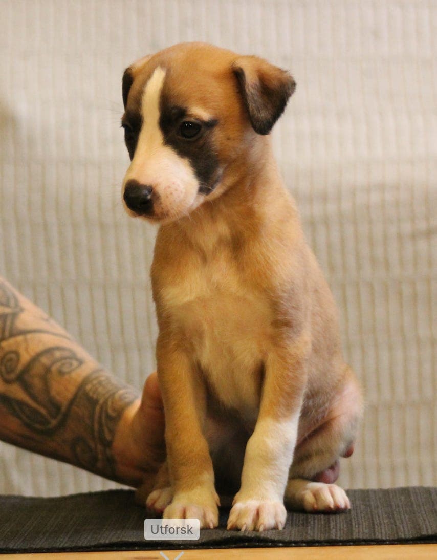 Whippetvalper Allfirda kennel f.13.juli