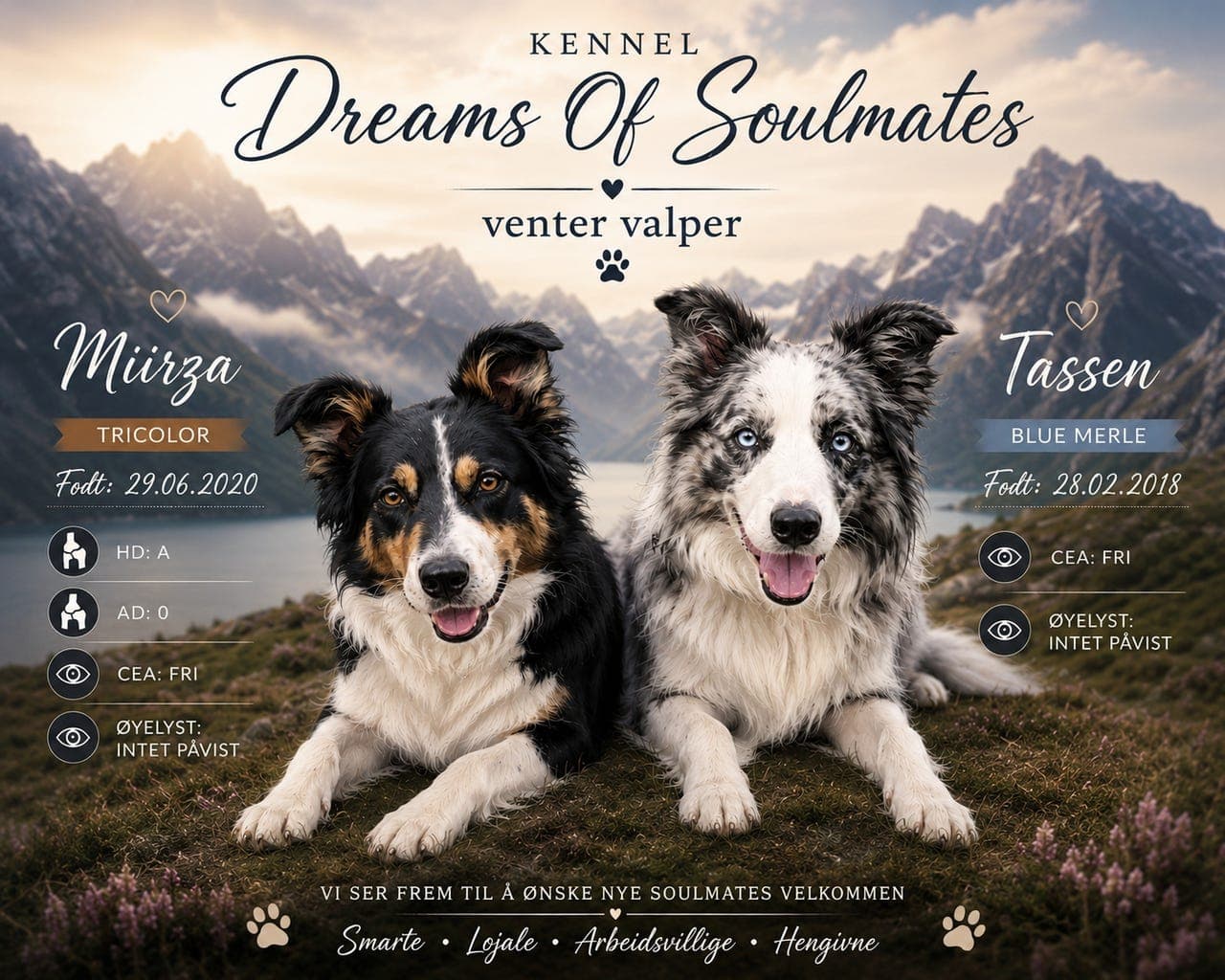 NKK Border Collie valper🥰