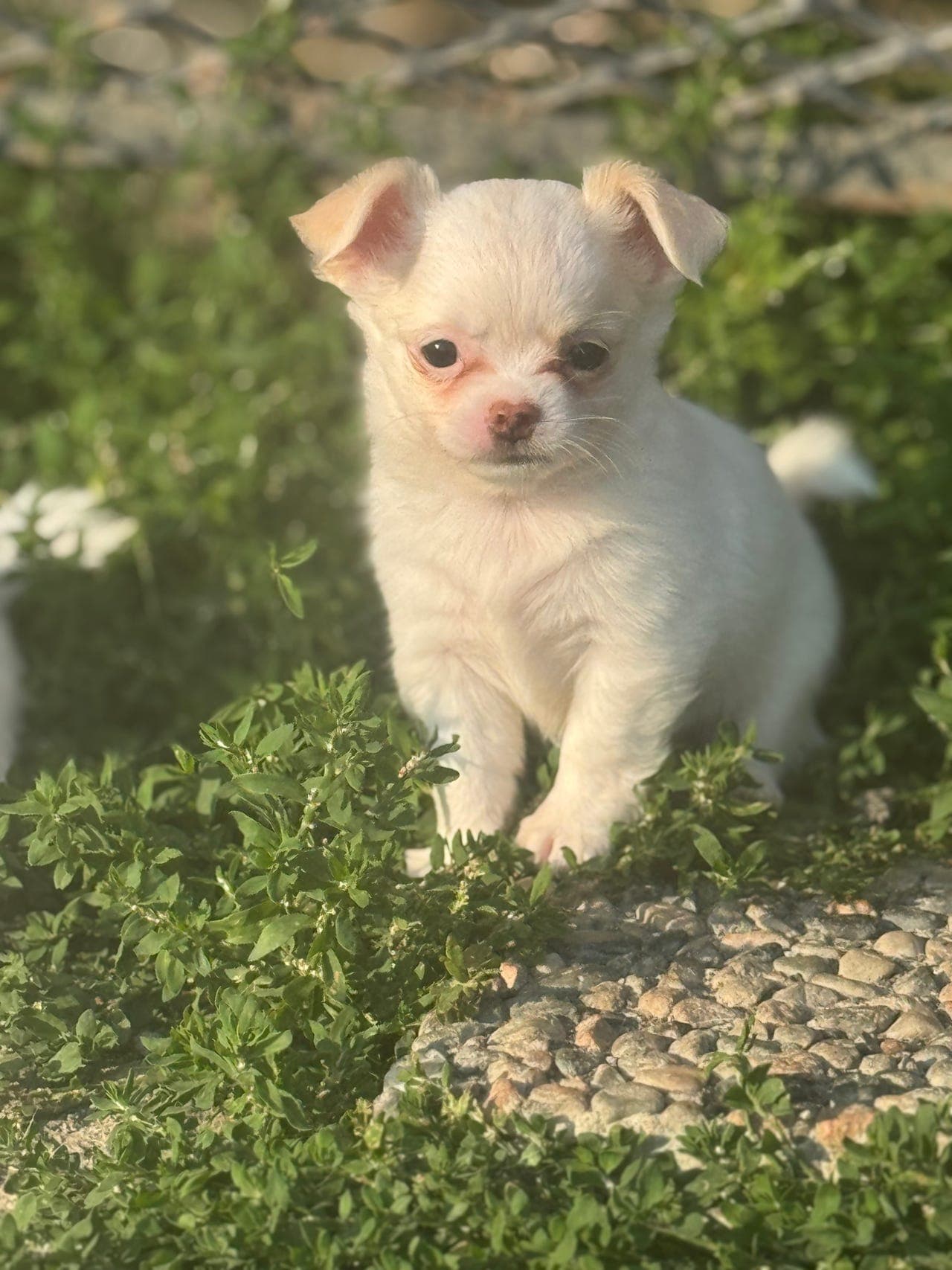 Trygge NKK REG chihuahua gutter søker sine hjem