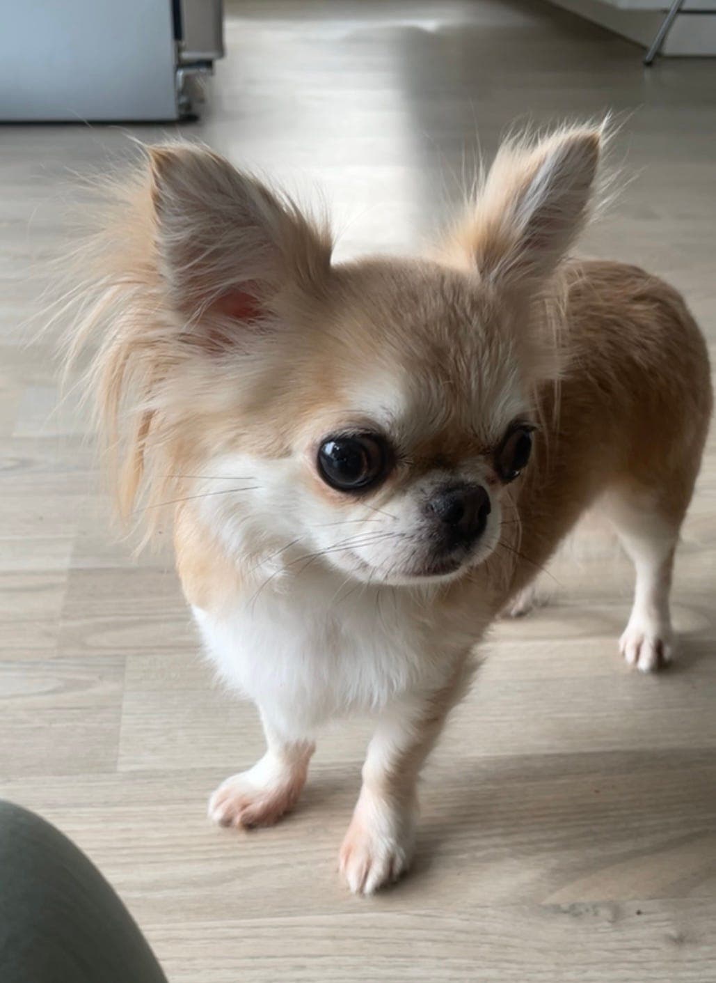 LH Chihuahua tispe❤️ med stamtavle (2 år)