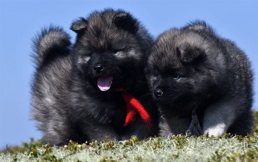 Eurasier - valper fra Kennel Fjellflokken