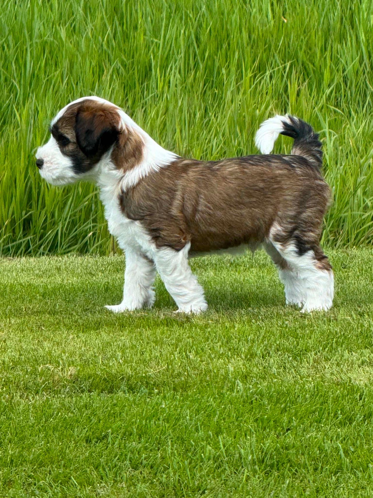 Tibetansk Terrier valper