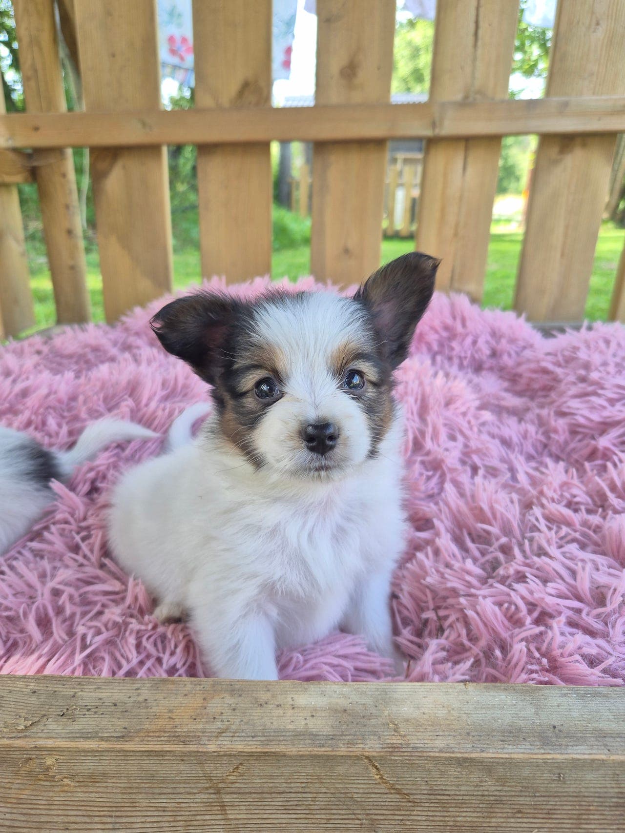 Papillon valper